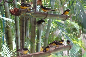 Guadeloupe Août 2015-02839     